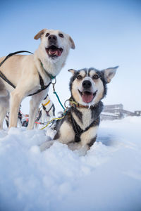 A beautiful portrait of a sled dog, alaskan husky during the sled dog race in norway. 