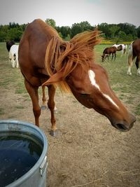 Horse standing in water