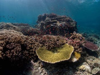 Close-up of corals undersea