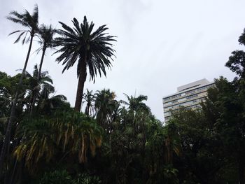 Low angle view of palm trees against sky