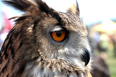 Close-up of eagle owl