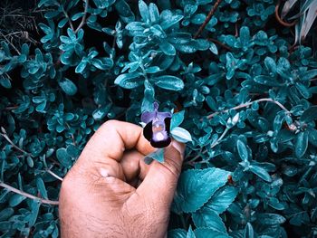 Cropped image of person holding plants