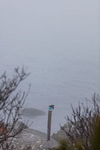 Low angle view of tree against sky