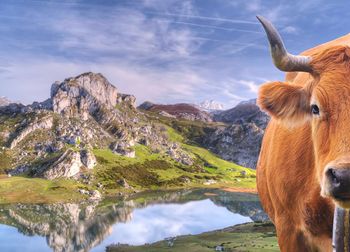 View of cow on mountain against sky