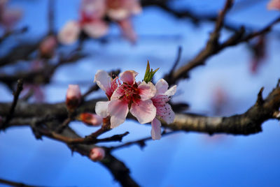 Low angle view of apple blossoms in spring