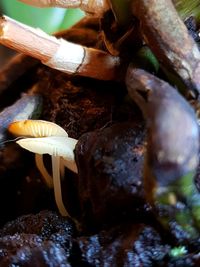 Close-up of mushroom growing in forest
