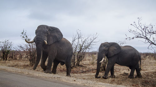 Elephant in a field