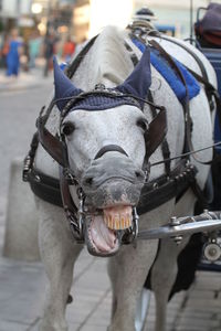 Portrait of horse cart on street