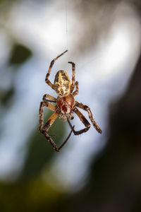 Close-up of spider