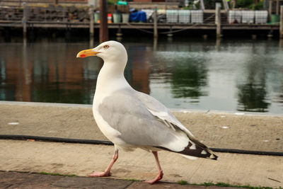 Close-up of seagull perching on a lake