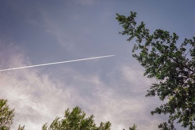 Low angle view of trees against blue sky