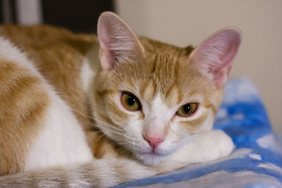 Close-up portrait of cat relaxing on bed at home