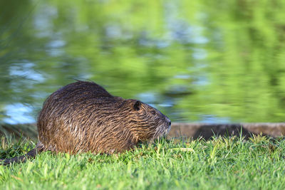 Nutria with wet hair in the green grass next to the pond