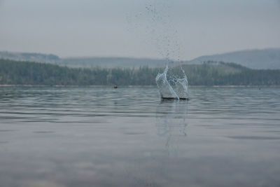 Close-up of duck swimming on lake against sky