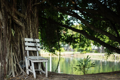 Chairs and table by trees