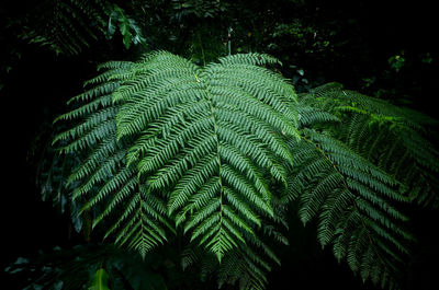 Low angle view of fern leaves against black background