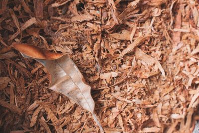 High angle view of dry leaves on land