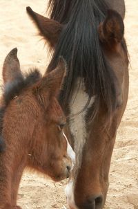 Horse in a field