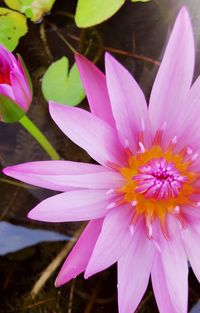 Close-up of pink water lily