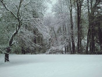 Snow covered trees in forest