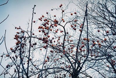 Low angle view of bare tree against sky