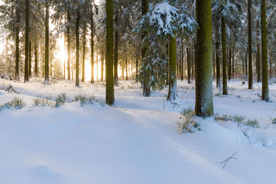 Trees on snow covered land during winter