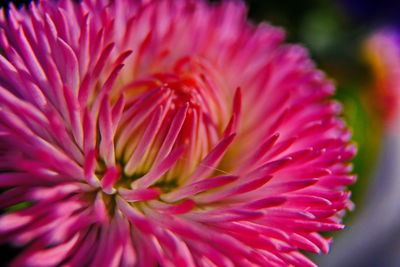 Close-up of pink flower