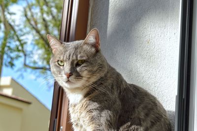 Close-up of a cat looking away