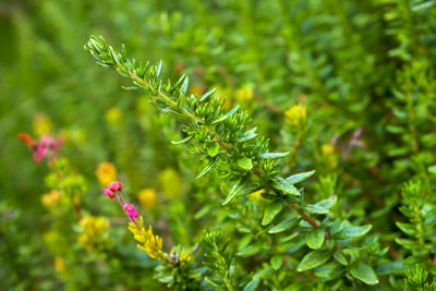 Close-up of flowering plant leaves on land