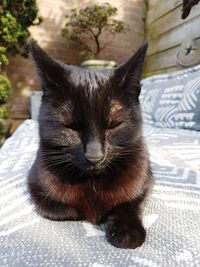 Close-up of a cat resting on bed