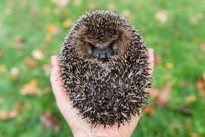 High angle view of hand holding young hedgehog