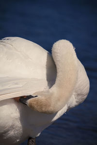 Close-up of swan in lake