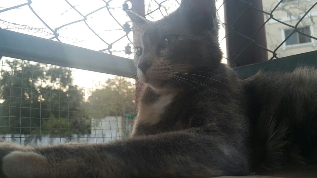 animal themes, mammal, one animal, domestic animals, pets, indoors, window, domestic cat, close-up, glass - material, no people, animal head, cat, day, transparent, fence, looking through window, feline, looking away, focus on foreground