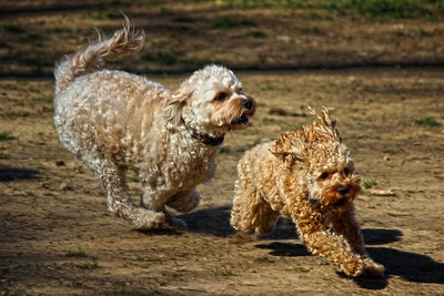 Two dogs running on land