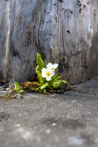 Close-up of flowering plant