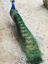 High angle view of peacock