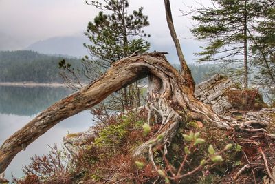Close-up of tree trunk by lake against sky