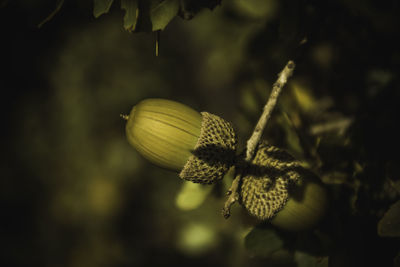 Close-up of green plant