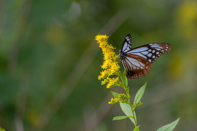 Butterfly perching on yellow flower