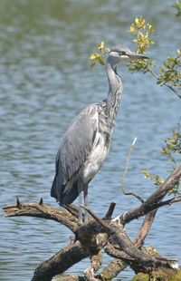 Gray heron perching on branch against river