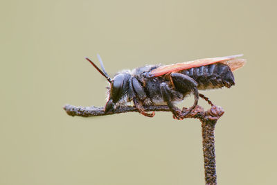 Close-up of insect on flower