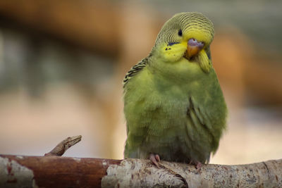 Close-up of parrot perching on wood