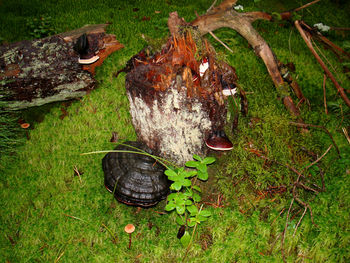 Trees on grassy field