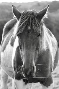 Close-up portrait of horse in ranch