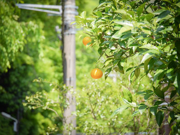 Fruits growing on tree