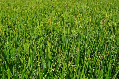 Full frame shot of crops on field