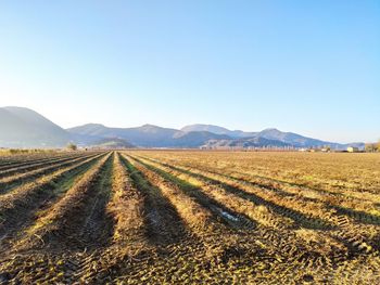 Scenic view of field against clear blue sky