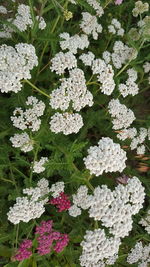 High angle view of white flowering plants