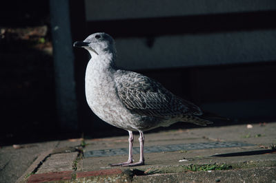 bird
