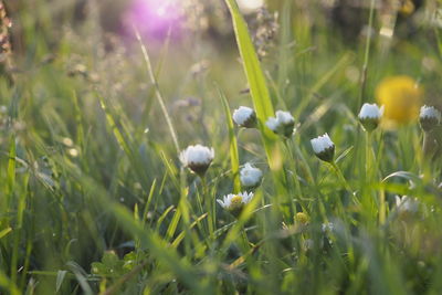 Close-up of flowering plants on field